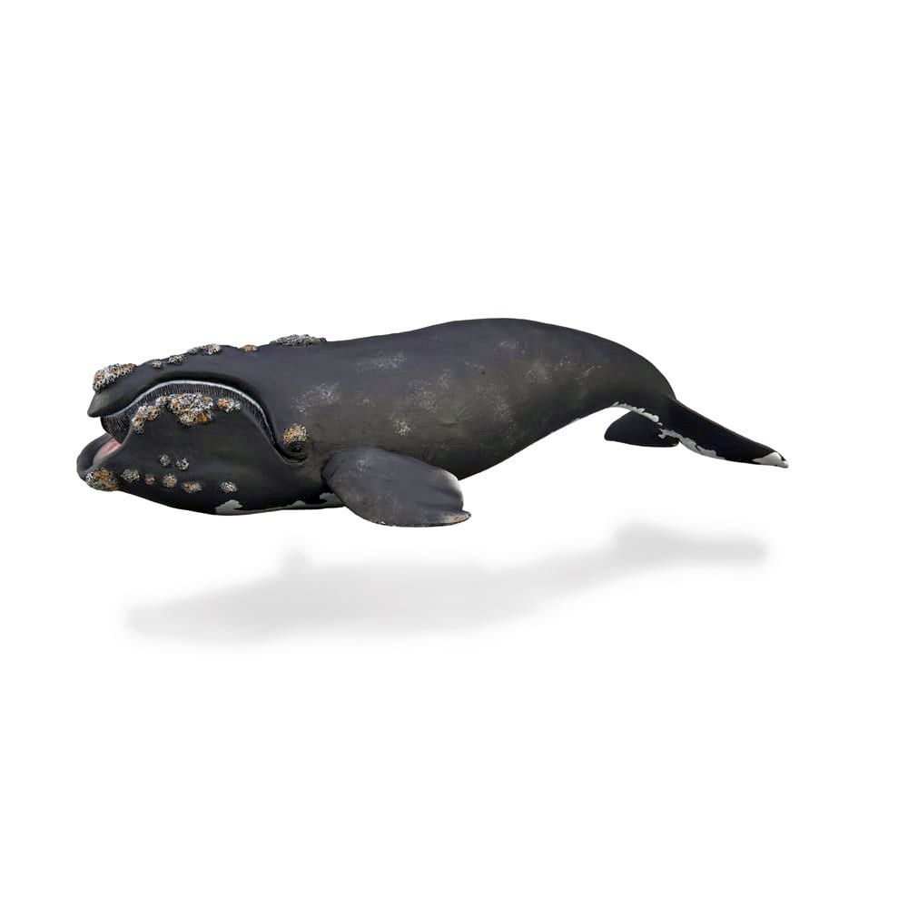 Right Whale Figurine CollectA XL