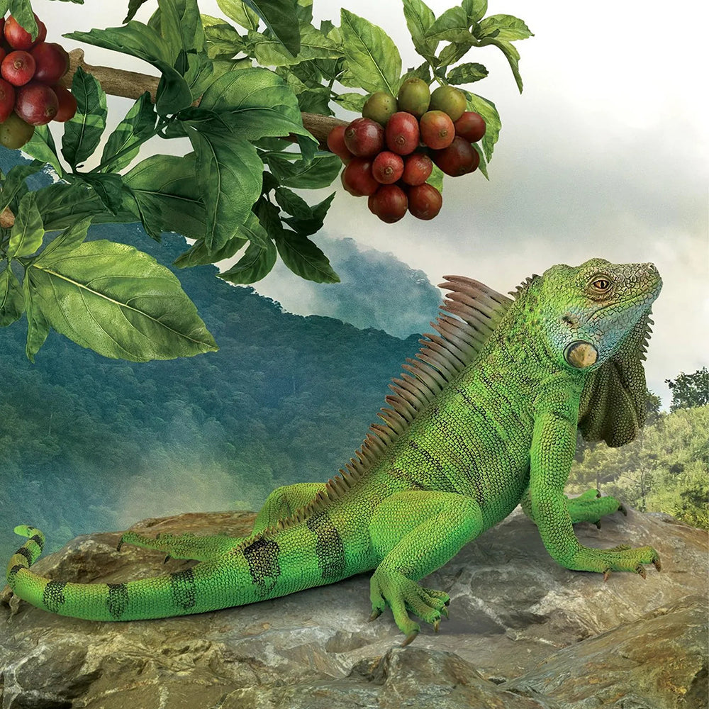 Iguana Figurine CollectA XL