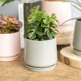 Vase /Planter - Ceramic Loreto Belly Pot & Plate Matte Sea Foam