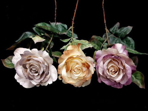 Antique Grey Angel Faced Rose Stem