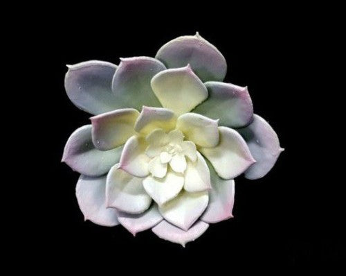 Floral Succulent (Medium Grey)