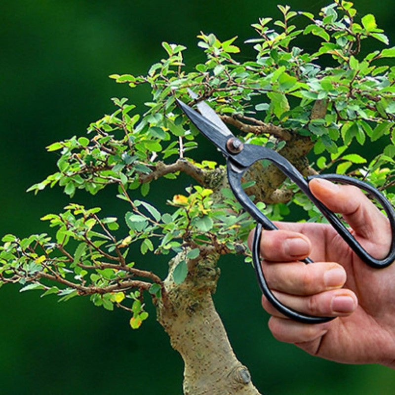 Set of 2 small bonsai shears (7 x 12 cm) made of durable carbon steel for precise pruning and shaping of miniature trees.