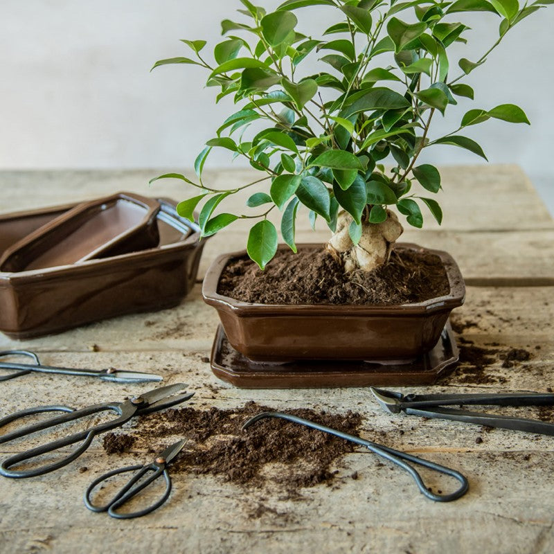 Bonsai Shears Slim set of 2, 7x21cm, made from durable carbon steel for precise bonsai pruning and shaping.