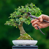 Bonsai Concave Cutter (6 x 20cm)