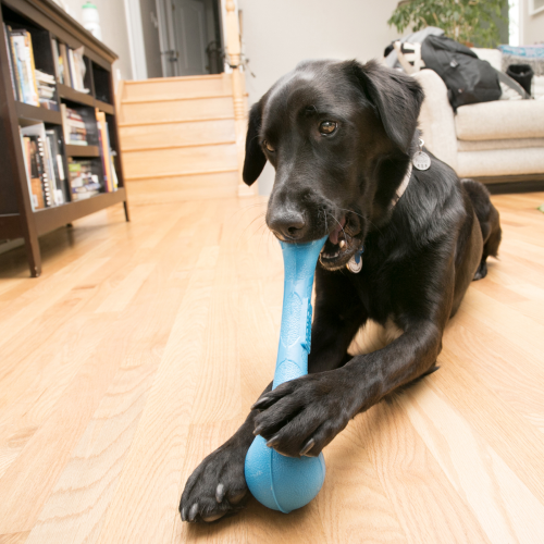 Dog Toy - KONG SqueakStix (Medium)