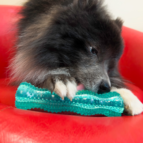 Dog Toy - KONG Squeezz Dental Stick