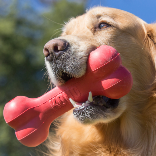 Dog Toy - KONG Holiday Goodie Bone (Medium)