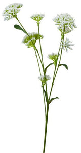 Eucalyptuse Seeds Spray / White