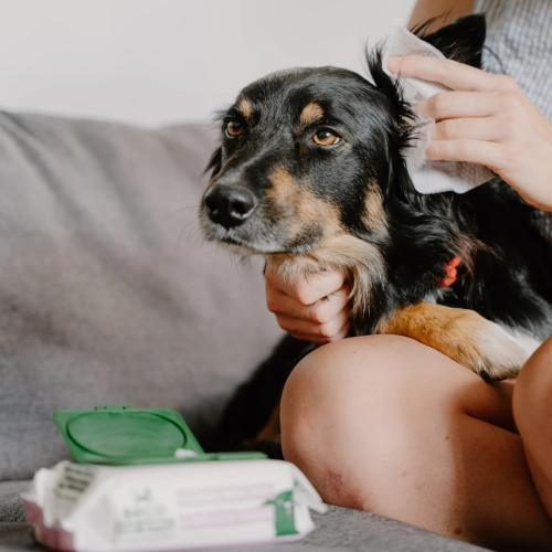 Ear Wipes - Beco Coconut Scented (70pk)