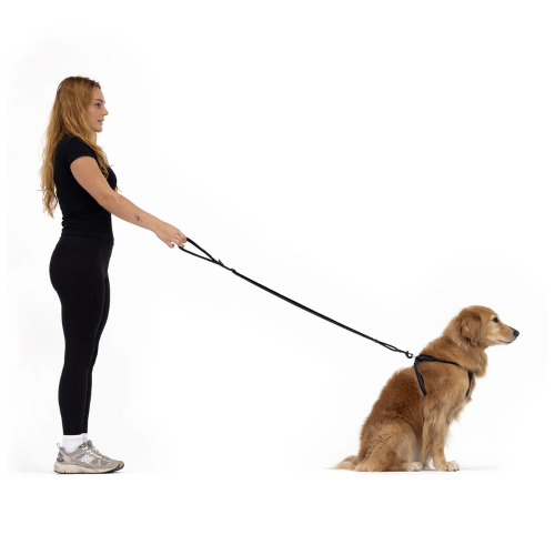 Adjustable Dog Leash - ED Essential 25mm (Green)