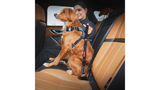 Adjustable dog collar with Zero Shock technology, ensuring safe and comfortable car travel for your pet.