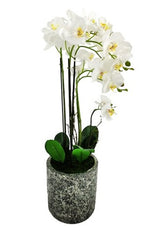 Artificial Large Phalaenopsis Orchid - Cement Vase -  White
