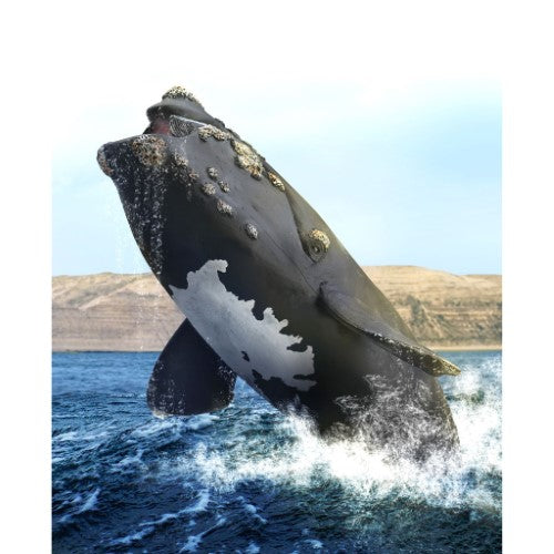 CollectA Right Whale XL figurine, hand-painted with detailed callosities, perfect for play and education on marine life.