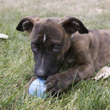 Dog Toy - KONG Puppy Ball Small
