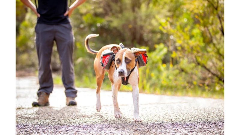 Dog Backpack - ED Summit Medium (Red)