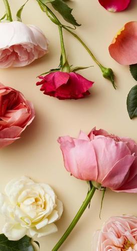 Botanicals Deck: 70 Plants and Flowers to Enhance Your Life