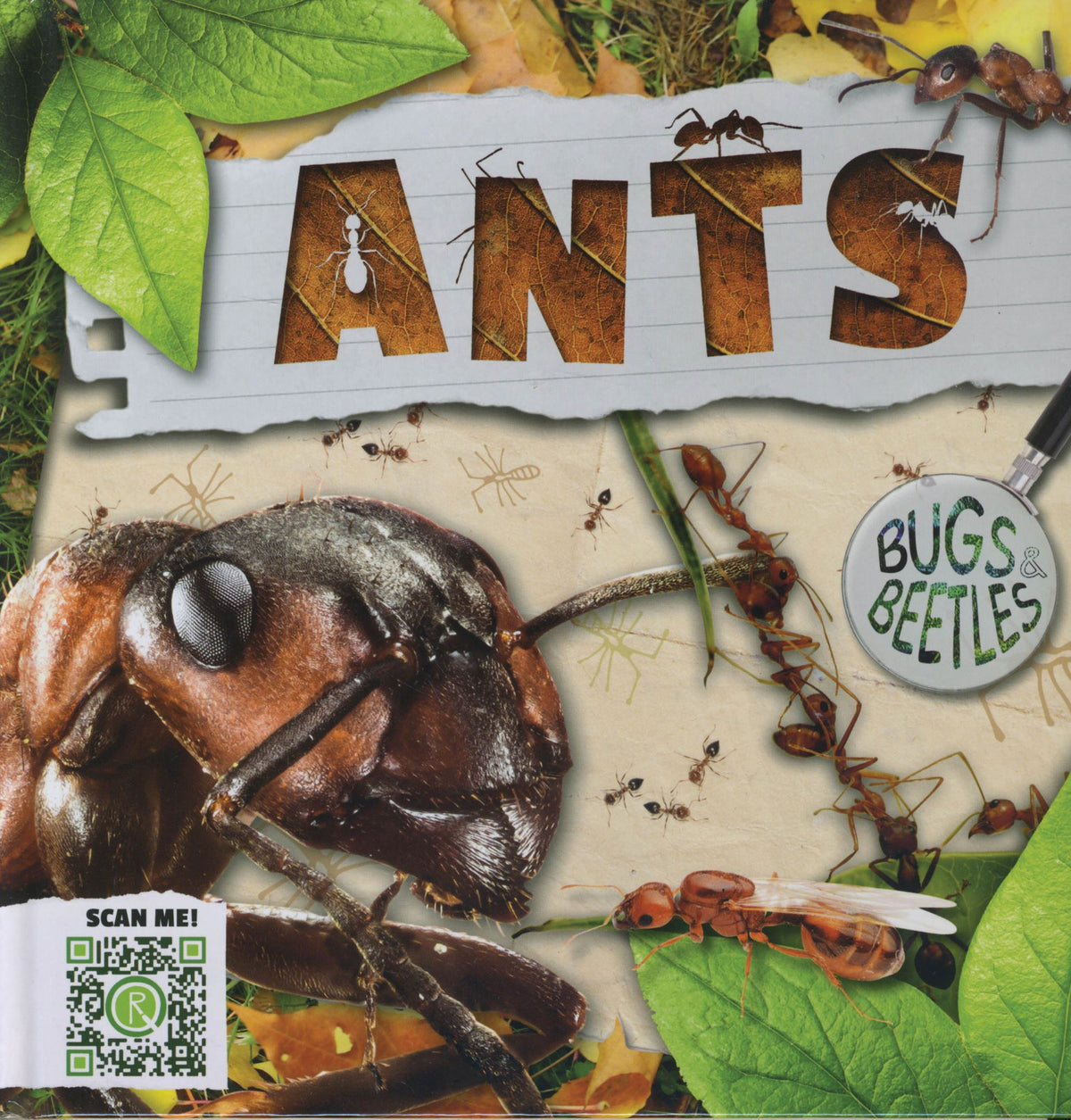 Bugs and Beetles: Ants