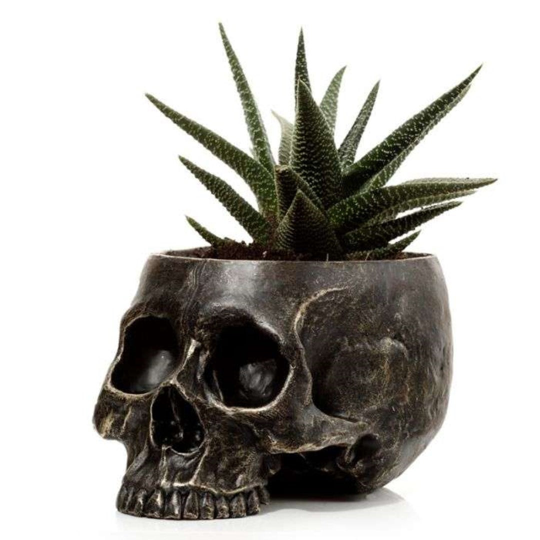 Skull-shaped garden planter (19.5cm) for succulents and herbs, combining artistry with functionality for a unique decor accent.