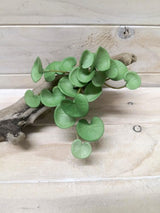 Artificial Pilea Peperomioides Plant (Green)