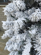 Artificial Snow Drooping Slim Pine Christmas Tree With 300 Warm Lights (7.5')