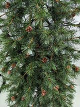 Needle Pine Christmas Tree  = & 160 Multi Function LED Lights & 316 Tips - 5'