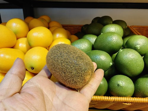 Ornament - Weighted Kiwi Fruit