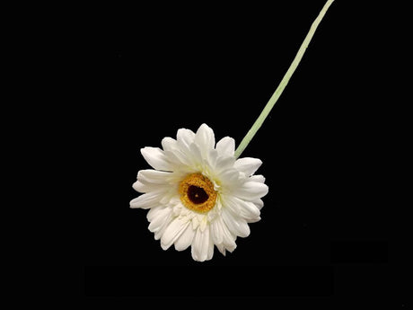 Artificial white gerbera flower, 60 cm long, lifelike design, perfect for home or event decor without maintenance.