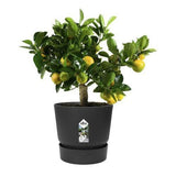 ELHO Greenville Plastic Pot With Saucer Black 20cm