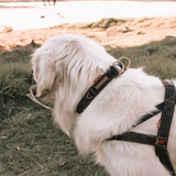 ED Dog Collar - Double Up Black Denim (Small)