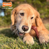 Power Chew  - Bone Alternative Elk Curved (Souper)