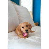 Puppy Wishbone Chew - Pink (Petite)