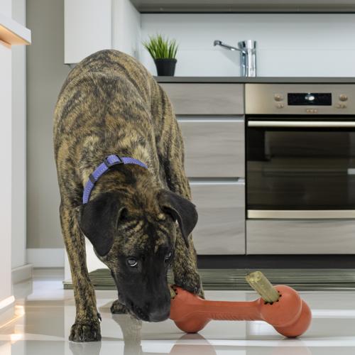 Dog Treat Toy Goodie Bone KONG XL