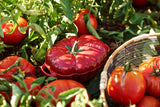Tomato Cocotte - Staub Ceramic (0.5L)