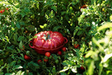 Tomato Cocotte - Staub Ceramic (0.5L)