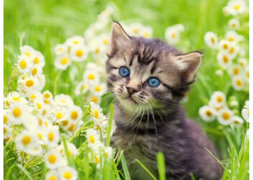 Ravensburger Kitten in the Meadow Puzzle 500 Pieces