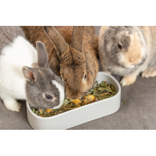 Ceramic Feeding Bowl 22 x 10cm (Assorted)
