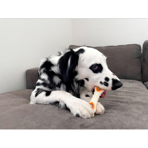 Dog Toy - Nylabone Pop-In Treats (90pk)