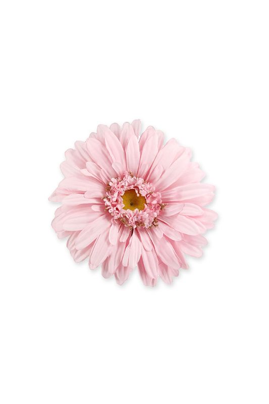 XXL Gerbera Head Size 32cmD
 -  Rosebloom - Set of 4