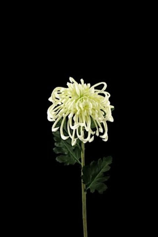 Lifelike white artificial chrysanthemum, perfect for home decor or events, requiring no maintenance and adding elegance.