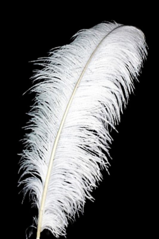 Elegant black ostrich feather, 72cm tall, perfect for home decor, floral arrangements, and event styling.