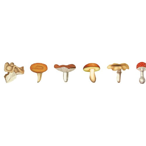 MT Washi Tape 15mm x 7m EX Mushroom