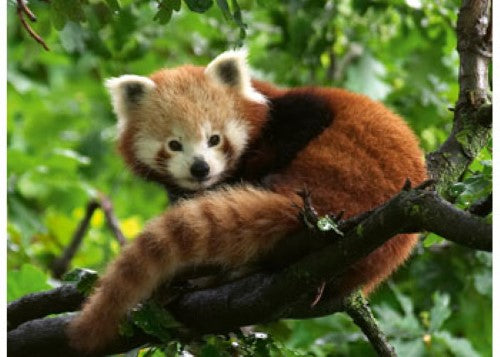 Puzzle - Ravensburger- Cute Red Panda 500p