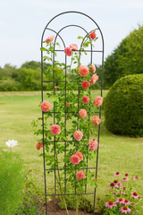 Plant Support - Black Classic 170cm (Set of 2)