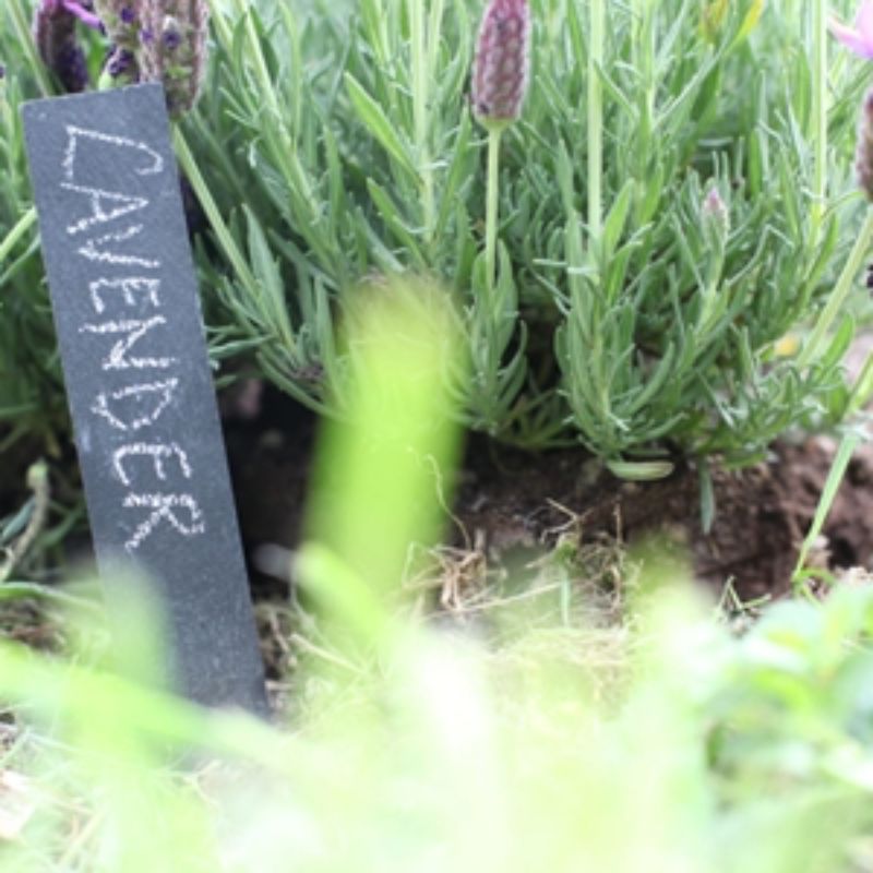 Planter Stick W/Slate Label (3 Packs)