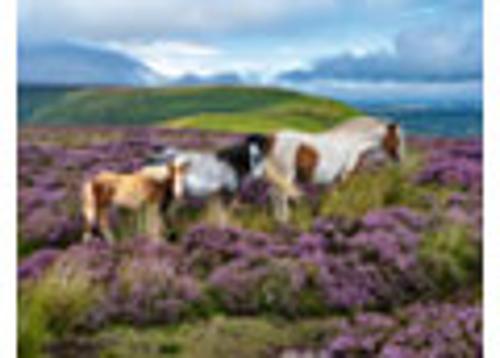 Wild Horses in the Heather Jigsaw Puzzle 2000 Piece Ravensburger