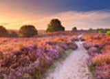 Pink Pathway Jigsaw Puzzle 1000 Piece Ravensburger