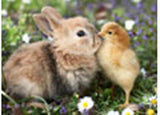 Rabbit and Chick Jigsaw Puzzle 500 Piece Ravensburger