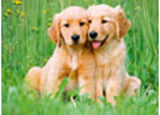 The Golden Retriever Brothers Jigsaw Puzzle 500 Piece Ravensburger