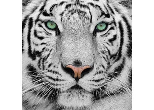 Crystal Art - White Tiger 30x30cm Kit