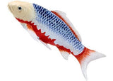 Mojo - Asagi Koi Carp